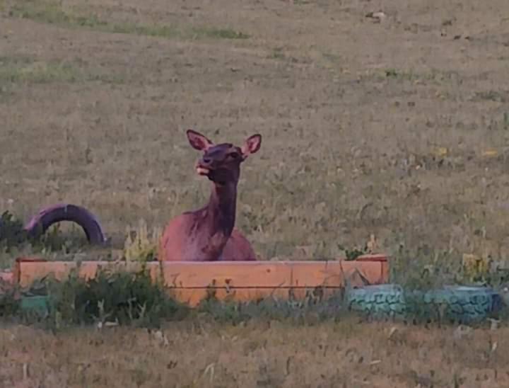 Bayan Bulagiin Hural Apache Eco Camp, Terelj Nationalpark Mongolia酒店 外观 照片